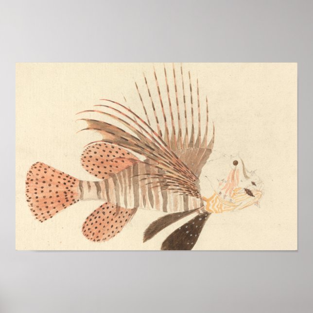 Affiche Luigi Balugani - Poisson noir (Devant)