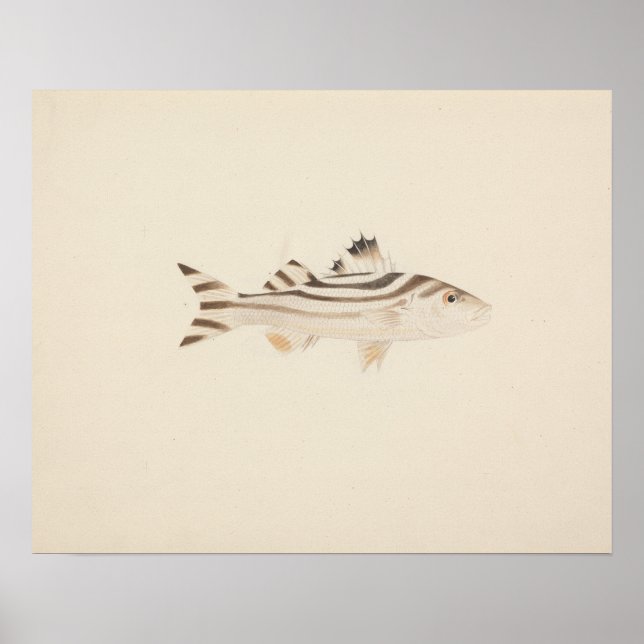 Affiche Luigi Balugani - Poisson non identifié (Devant)