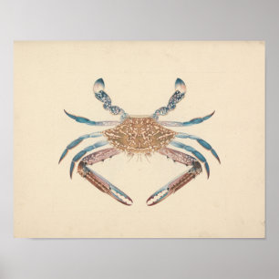 Affiche Luigi Balugani - Portunua Pelagicus - Blue Crab