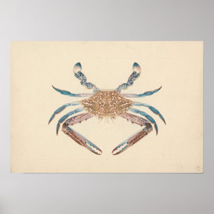 Affiche Luigi Balugani - Portunua Pelagicus - Crabe bleu