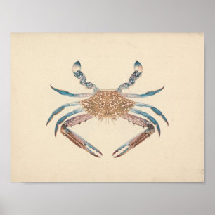 Affiche Luigi Balugani - Portunua Pelagicus - Crabe bleu