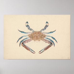 Affiche Luigi Balugani - Portunua Pelagicus - Crabe bleu
