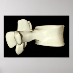 Affiche Lumbar Vertebra 4