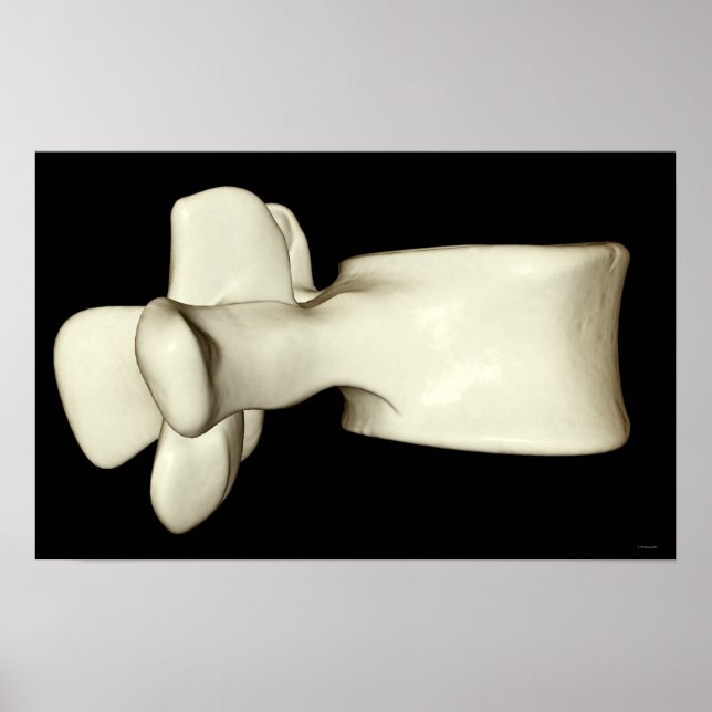 Affiche Lumbar Vertebra 4 (Devant)