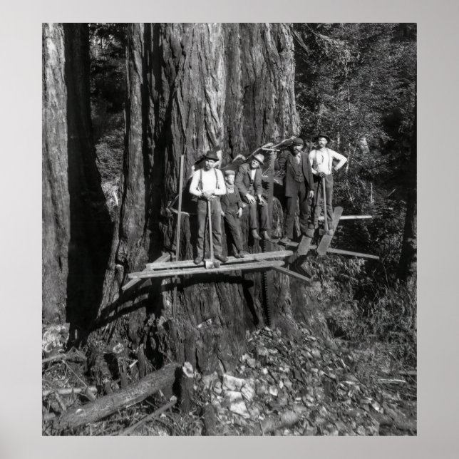 Affiche LUMBERJACKS HAUT sur un REDWOOD c. 1889 (Devant)