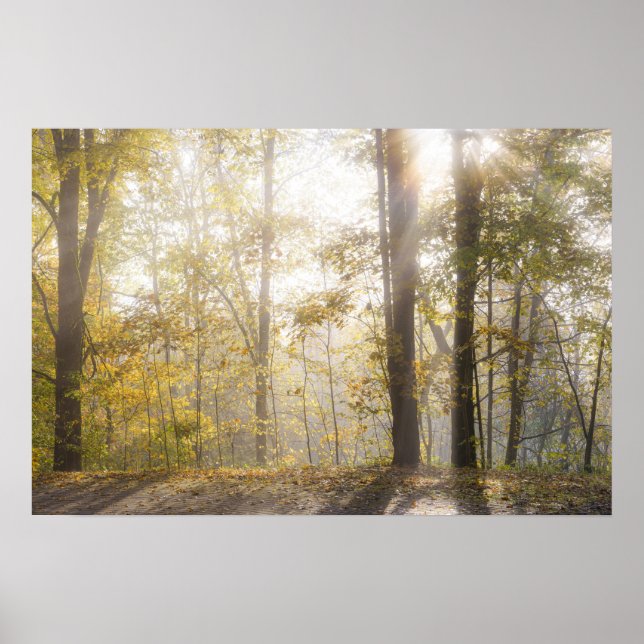 Affiche Lumière dorée du soleil à travers les arbres d'aut (Devant)