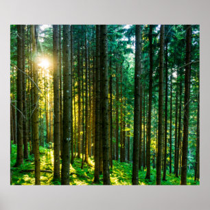 Affiche Lumière Du Soleil À Travers Les Arbres Forestiers