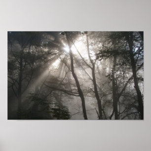 Affiche Lumière du soleil à travers les arbres Photo