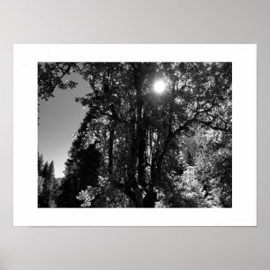 Affiche Lumière du soleil à travers les arbres Photo noir 