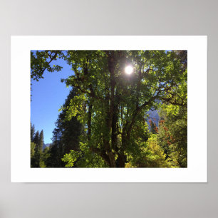 Affiche Lumière du soleil à travers les arbres Yosemite co