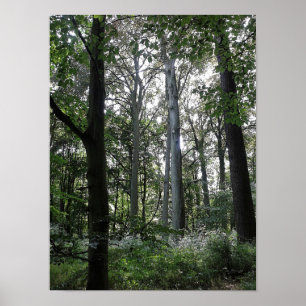 Affiche Lumière du soleil dans les bois
