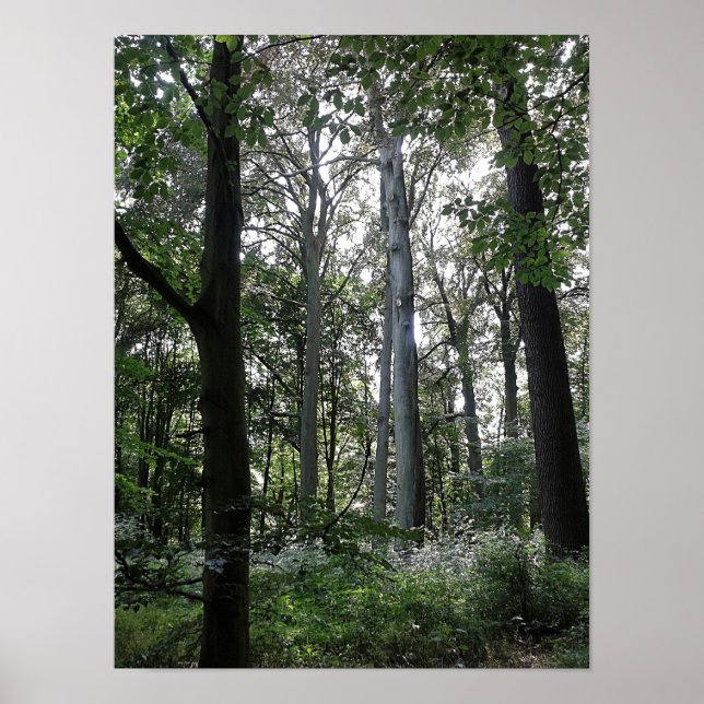 Affiche Lumière du soleil dans les bois (Devant)