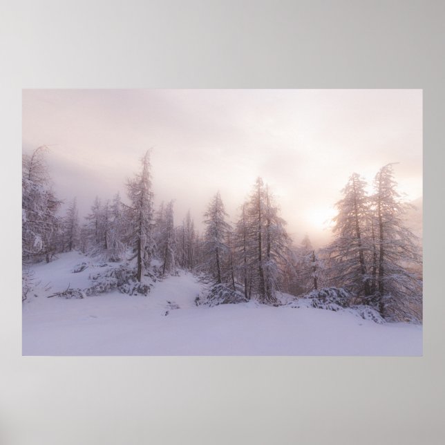 Affiche Lumière du soleil et forêt d'épinettes (Devant)