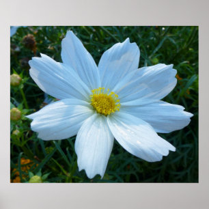 Affiche Lumière du soleil sur la florale blanche de Cosmos