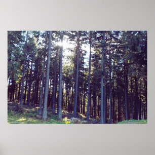 Affiche Lumière entre les pins - Nature sauvage Roumanie
