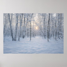 Lumière hivernale dans une forêt de bouleaux calme
