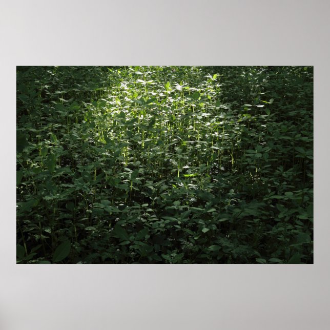 Affiche Lumière solaire des bois 02 (Devant)