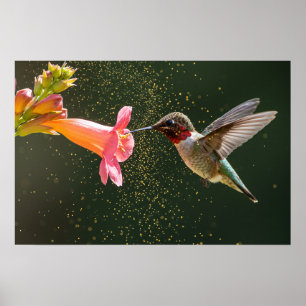 Affiche Luminosité du nectar des colibris
