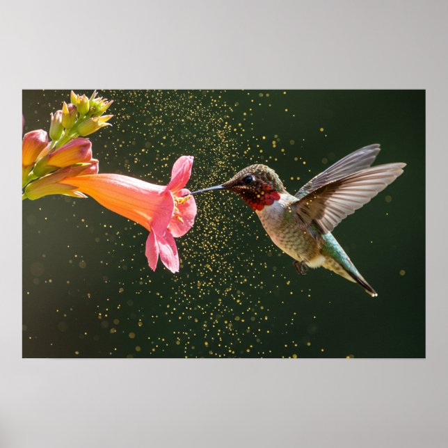 Affiche Luminosité du nectar des colibris (Devant)