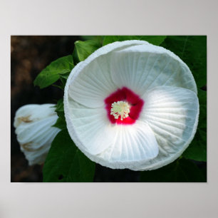 Affiche Luna Hibiscus
