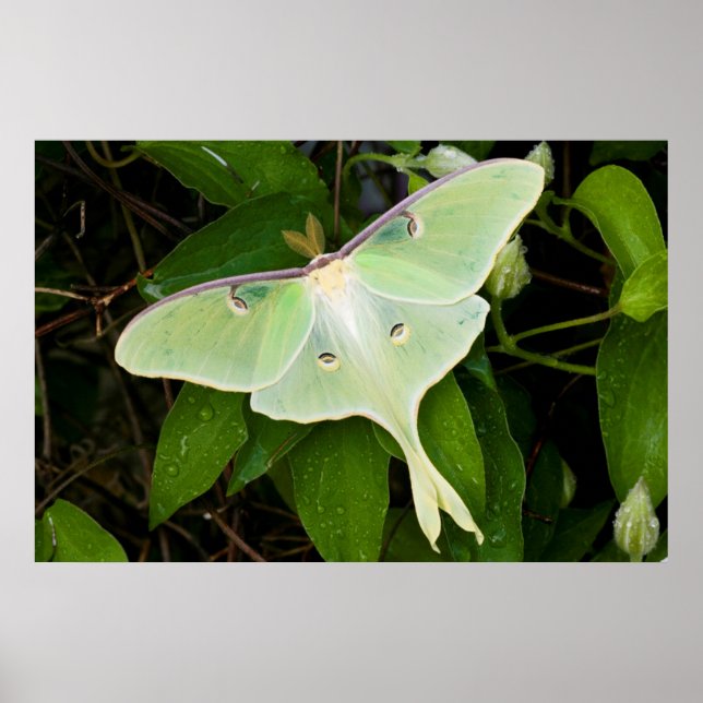 Affiche Luna Moth on Carnaby Clematis (Devant)