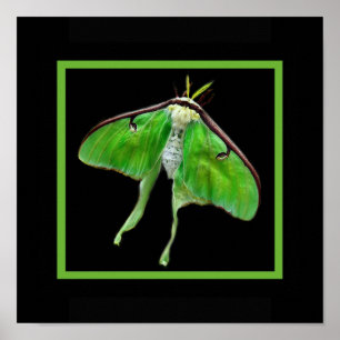 Affiche lunablackvertique, LunaonBlackframe