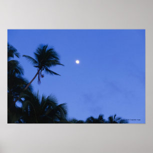 Affiche Lune brillamment allumée, silhouette des arbres d