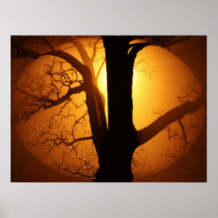 Affiche Lune d'automne brillant à travers l'arbre Impressi