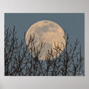 Affiche Lune se lève au-dessus de l'affiche des arbres