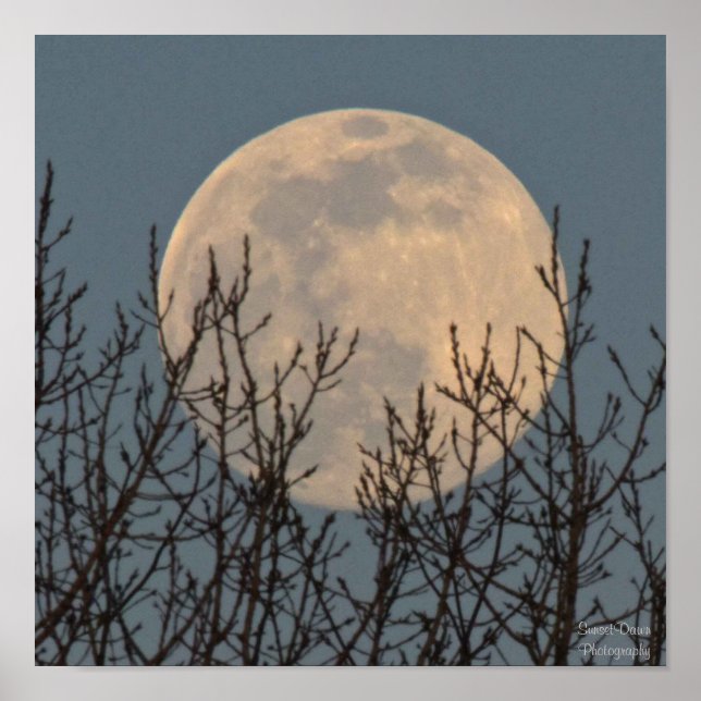 Affiche Lune se lève au-dessus des arbres (Devant)