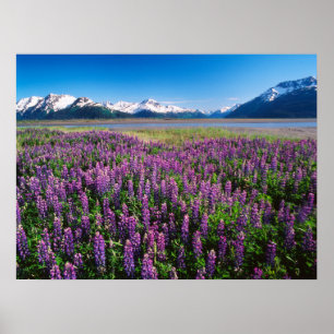 Affiche Lupines en fleur   Kenai Mountains, Alaska