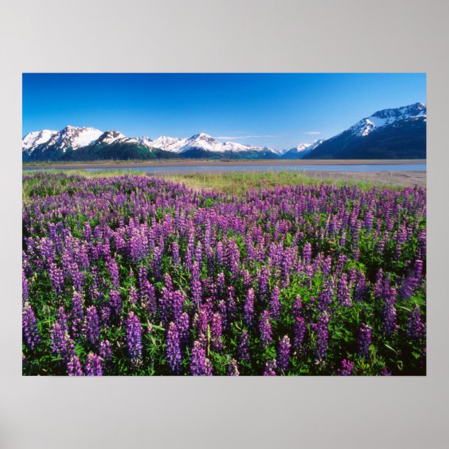Affiche Lupines en fleur | Kenai Mountains, Alaska (Devant)