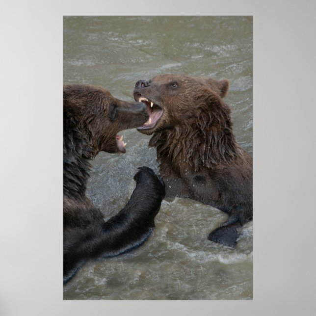 Affiche Lutte contre l'ours (Devant)