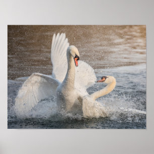 Affiche Lutter contre les cygnes