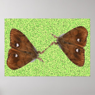 Affiche Lutter contre les papillons de nuit