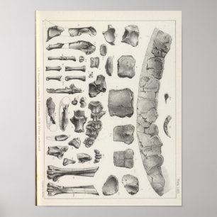 Affiche LXVII Testudo, Vultur