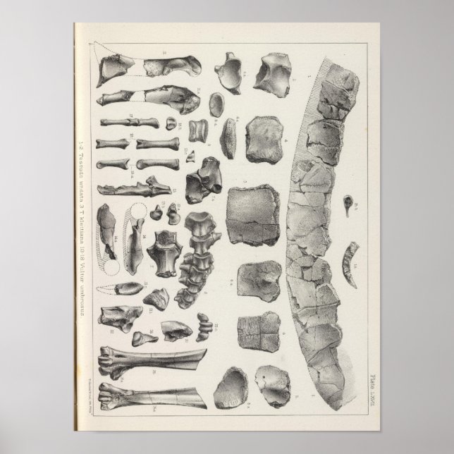 Affiche LXVII Testudo, Vultur (Devant)