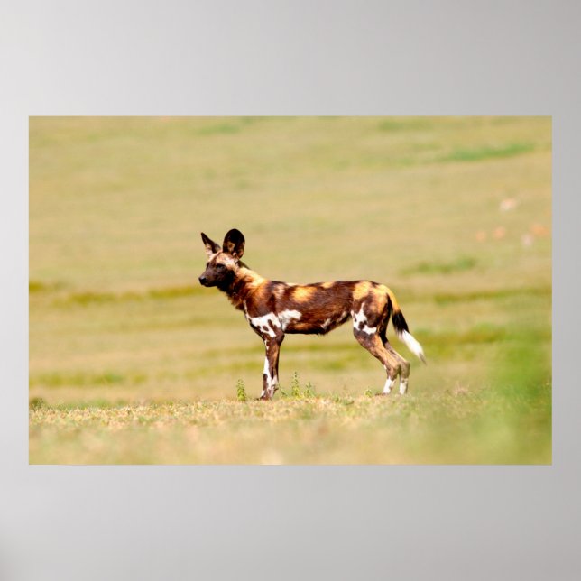 Affiche Lycaon Pictus Debout (Devant)
