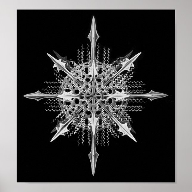 Affiche Lychnaspis miranda Ernst Haeckel Fine Art (Devant)