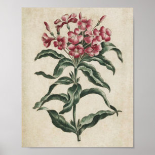 Affiche Lychnidea vintage botanique