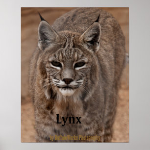 Affiche Lynx 5214