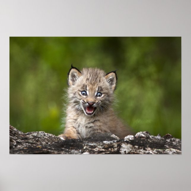 Affiche Lynx Bébé Regardant Sur Un Arbre Tombé (Devant)