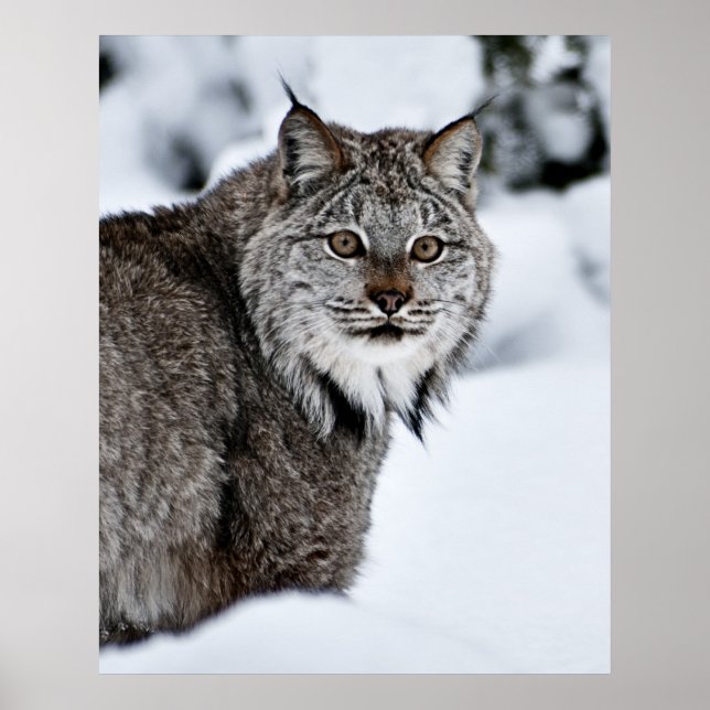 Affiche Lynx canadienne dans la neige (Devant)