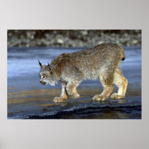 Affiche Lynx de Canada, hiver