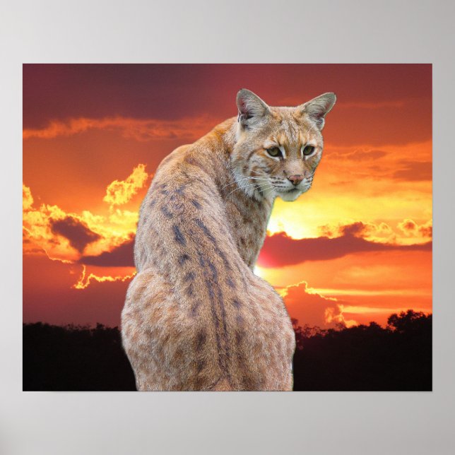 Affiche Lynx de Floride avec un coucher de soleil magnifiq (Devant)