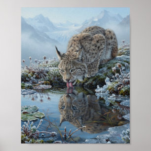 Affiche Lynx Eurasiatique Buvant l'Eau d'un Bassin Glaciai