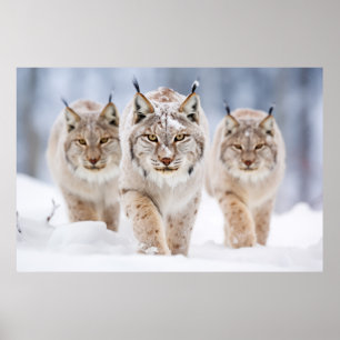 Affiche Lynx Famille d'animaux errants Nature