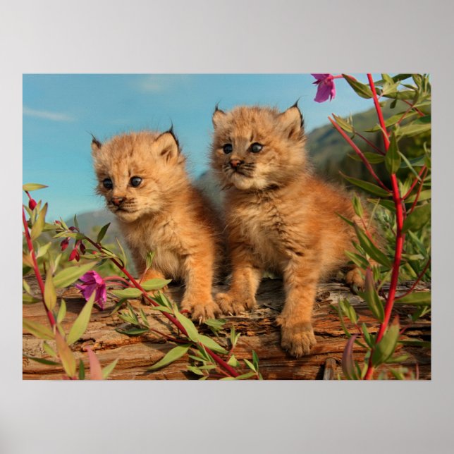 Affiche Lynx Kittens, Canada, Alaska (Devant)