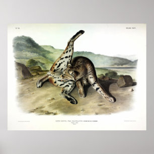 Affiche Lynx texan (Bobcat, Lynx roux) (Lynx rufus)