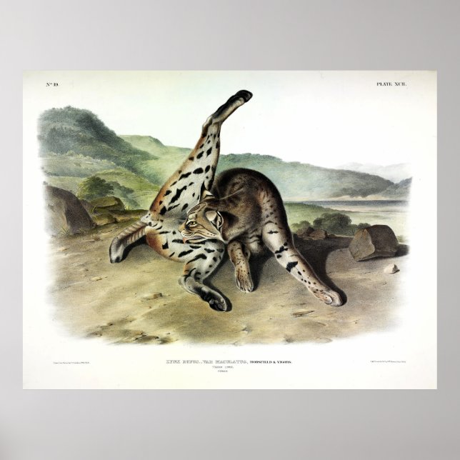 Affiche Lynx texane (Bobcat, Lynx rouge) (Lynx Rufus) (Devant)